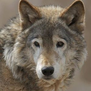 Meet your Posher, Bobbi